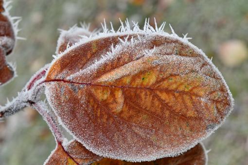 Free Stock Photo of Ice Crystals on Leaves