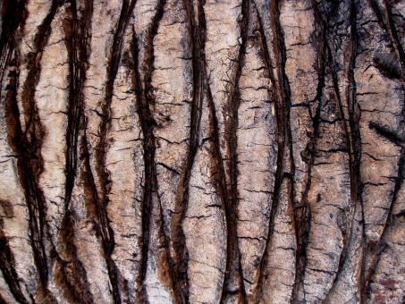 Free Stock Photo of Tree trunk bark texture