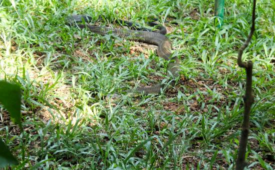 Free Stock Photo of King Cobra Hiding in Grass