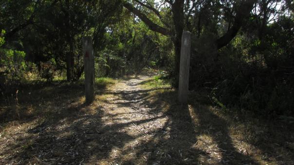 Free Stock Photo of Tree Shadow
