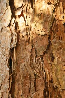Free Stock Photo of Pine Bark Texture