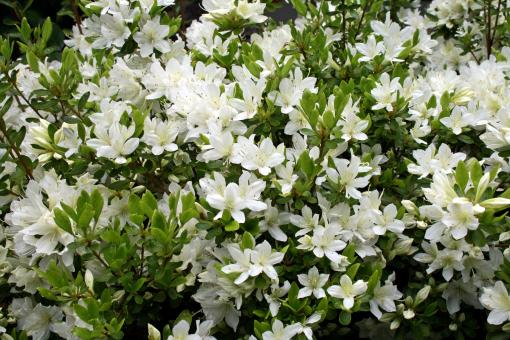 Free Stock Photo of Spring Azalea 