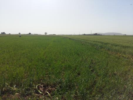 Free Stock Photo of Cornfield in Morocco