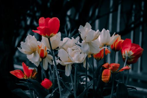 Free Stock Photo of Beautiful Tulips - Red and White