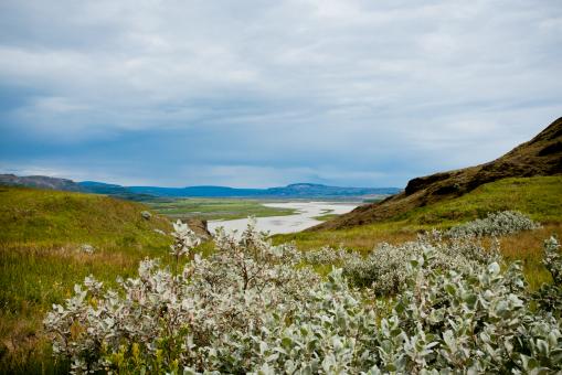 Free Stock Photo of Green Shrubs and Icelandic Valley Landscape