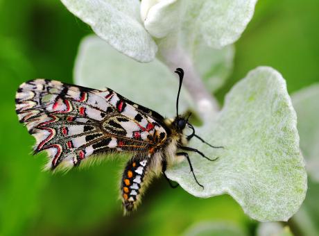 Free Stock Photo of Spanish Festoon Butterfly