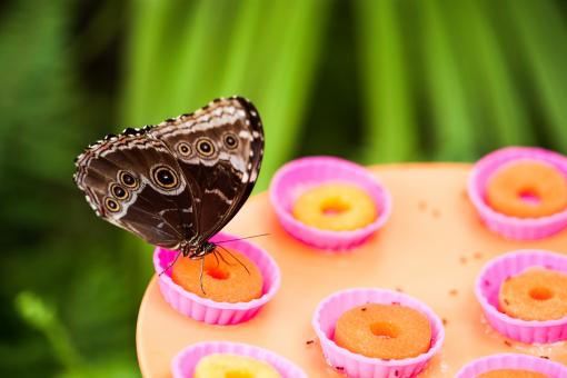 Free Stock Photo of Feeding Butterfly