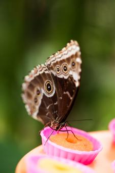 Free Stock Photo of Butterfly Feeding on Sweets