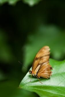 Free Stock Photo of Small Butterfly on Leaf