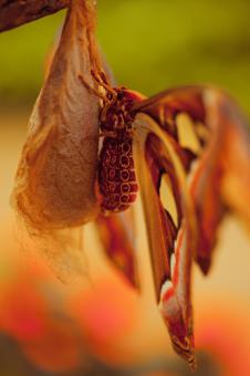 Free Stock Photo of Large Butterfly on Pupa