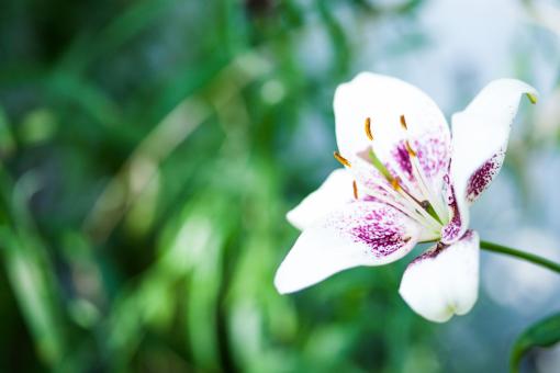 Free Stock Photo of White Flower with Green Bokeh Background