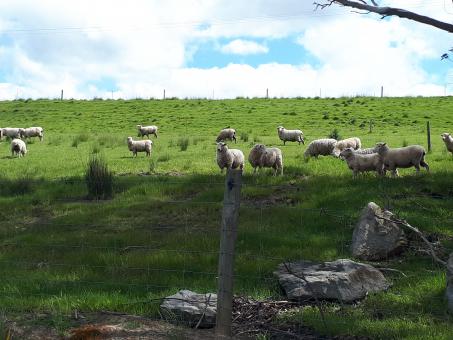 Free Stock Photo of Sheep in a Field