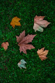 Free Stock Photo of Composition with autumn leaves