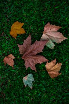 Free Stock Photo of Different colorful autumn leaves