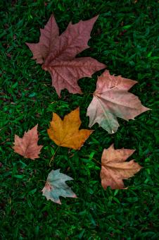 Free Stock Photo of Composition with autumn leaves