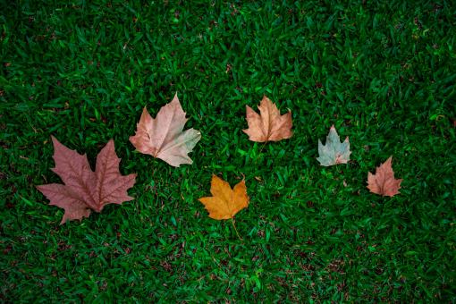 Free Stock Photo of Colorful autumn leaves on green grass