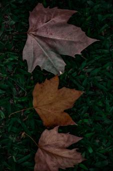 Free Stock Photo of Dark autumn leaves