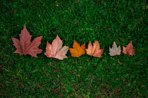 Free Stock Photo of Row of autumn leaves