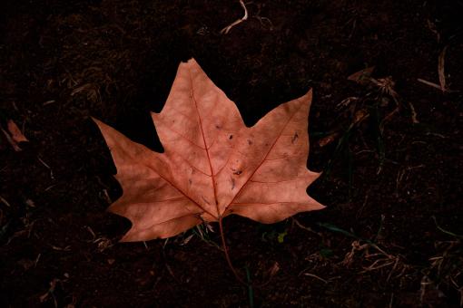 Free Stock Photo of Autumn leaf on dark background
