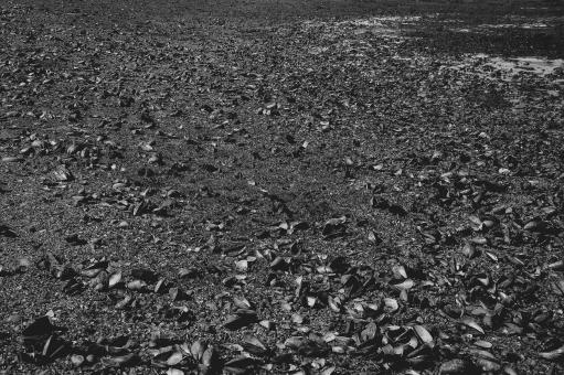 Free Stock Photo of Low tide of east coast
