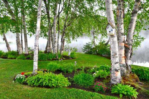 Free Stock Photo of Green Nature