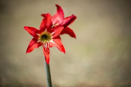 Free Stock Photo of Red Flowers on Blur Background