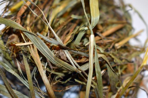 Free Stock Photo of Dry Grass