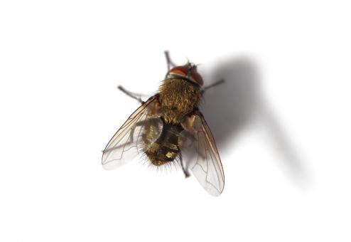 Free Stock Photo of Housefly Macro