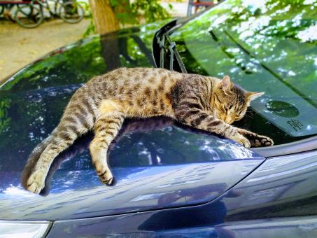 Free Stock Photo of Cat Sleeping on Car
