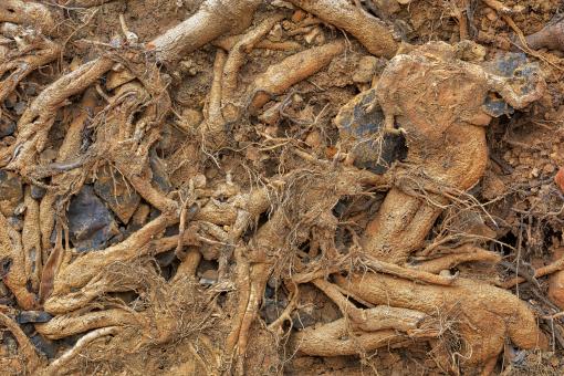 Free Stock Photo of Mangled Roots