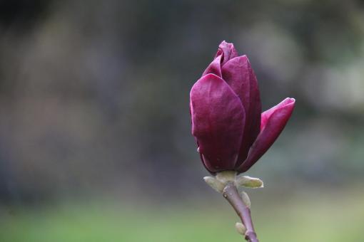 Free Stock Photo of Magnolia Flower Bud
