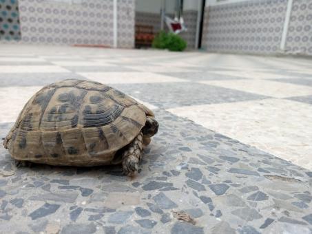 Free Stock Photo of Tortoise