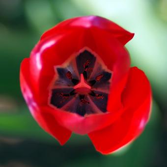 Free Stock Photo of Red Tulip Closeup