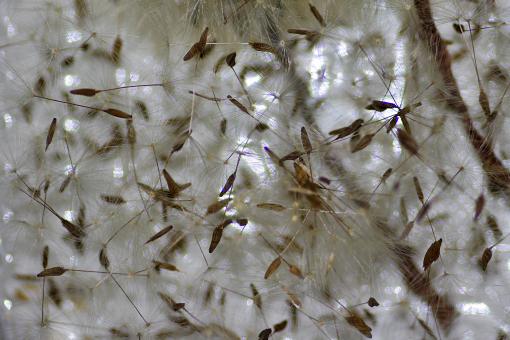 Free Stock Photo of Dandelion Clocks