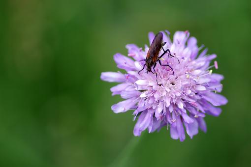 Free Stock Photo of Insect on Purple Flower