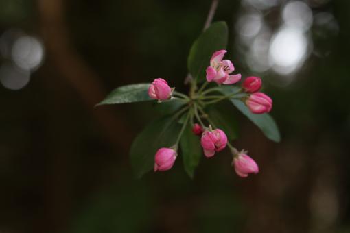 Free Stock Photo of Pink Apple Blossom Bud