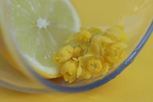Free Stock Photo of Lemon and Yellow Flowers