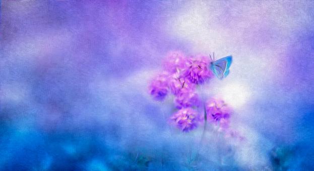 Free Stock Photo of Blue Butterfly - Oil Painting on Canvas