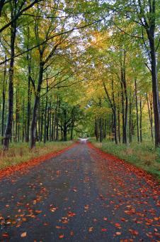 Free Stock Photo of Fall Forest Road