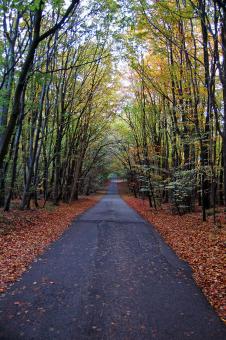 Free Stock Photo of Autumn Forest Road