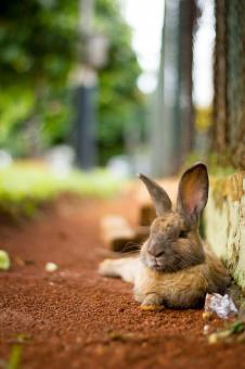 Free Stock Photo of Brown Rabbit Relaxing