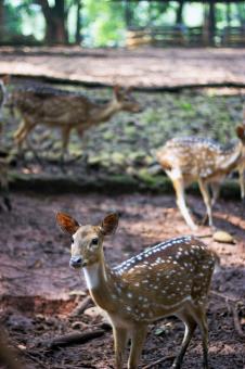 Free Stock Photo of Cute deer at zoo in the morning