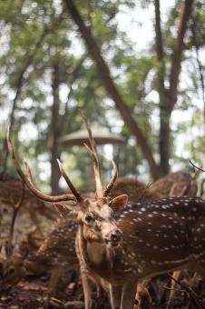 Free Stock Photo of Large Deer at Zoo in the Morning
