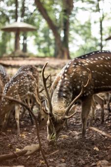 Free Stock Photo of Deers at the zoo 