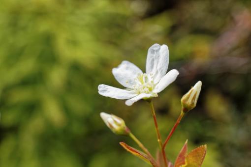 Free Stock Photo of Pin Cherry