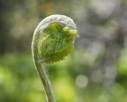 Free Stock Photo of Cinnamon Fern