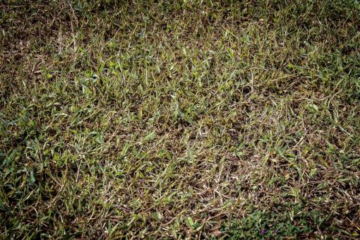 Free Stock Photo of Green Grass Background