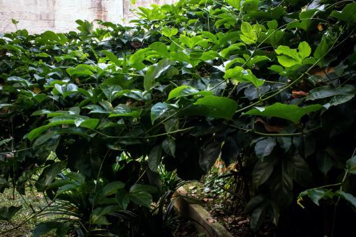 Free Stock Photo of Green foliage plants