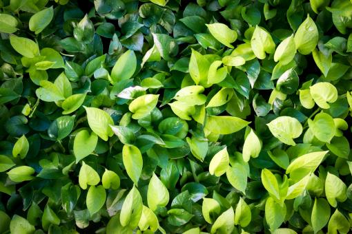 Free Stock Photo of Fresh green leaves background
