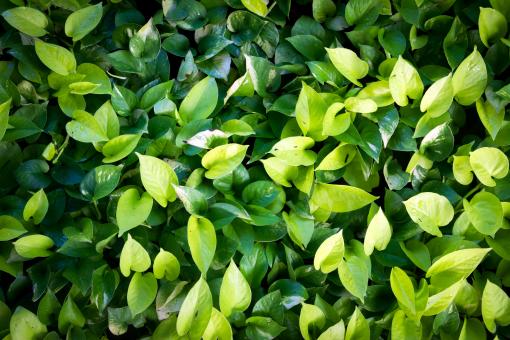 Free Stock Photo of Background of fresh green leaves